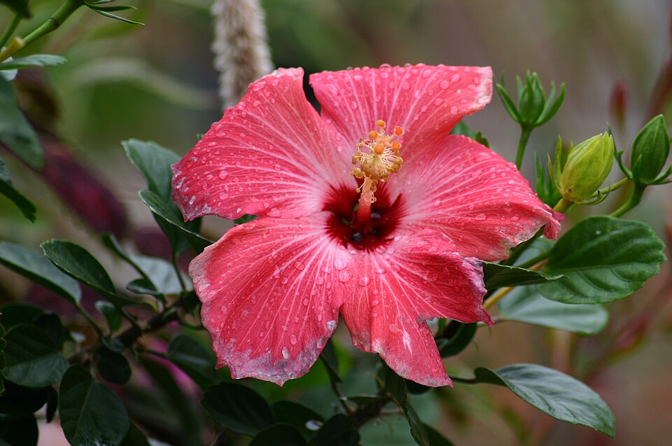 Hibiscus rosa-sinensis 'Painted Lady' (Painted Lady Hibiscus Bush) (alternate view 4)