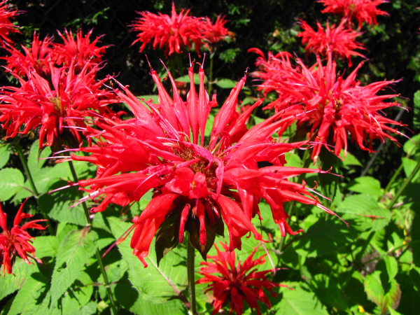 Monarda didyma (Bee Balm) (alternate view 14)