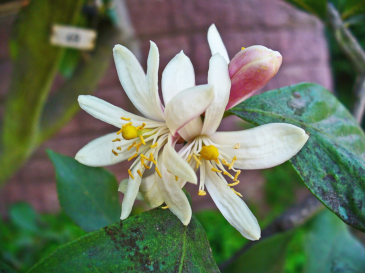 Citrus medica, Citron — spreading evergreen (Rutaceae) (image 3 of 10)