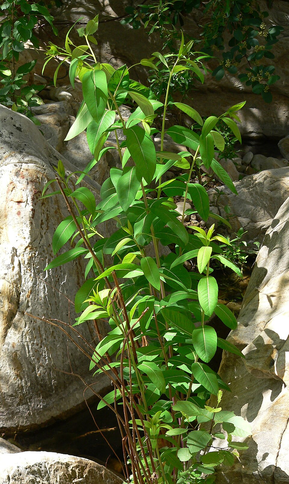 Apocynum cannabinum (hemp dogbane)