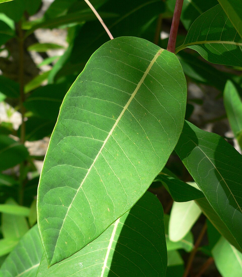 Apocynum cannabinum (hemp dogbane)