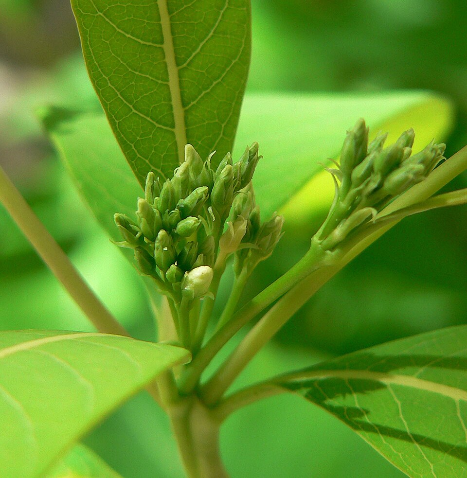 Apocynum cannabinum (hemp dogbane)