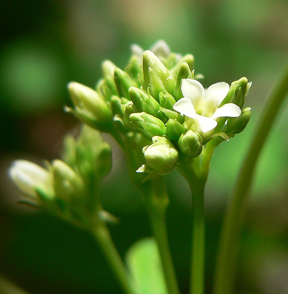 Apocynum cannabinum (hemp dogbane)