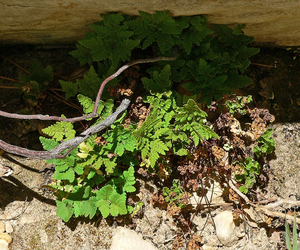 Pentagramma triangularis (goldback fern) (alternate view 4)