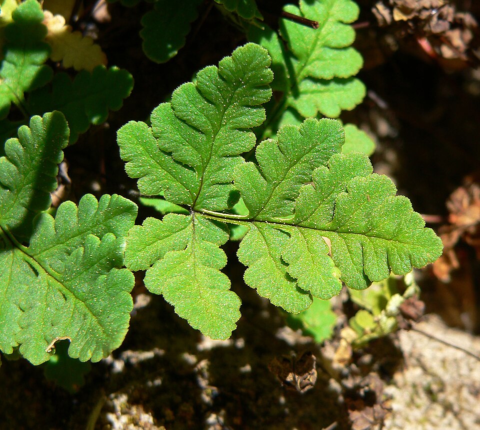 Pentagramma triangularis (goldback fern) (alternate view 5)