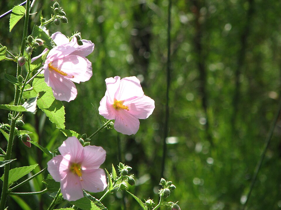 Kosteletzkya pentacarpos (Saltmarsh mallow) (alternate view 9)