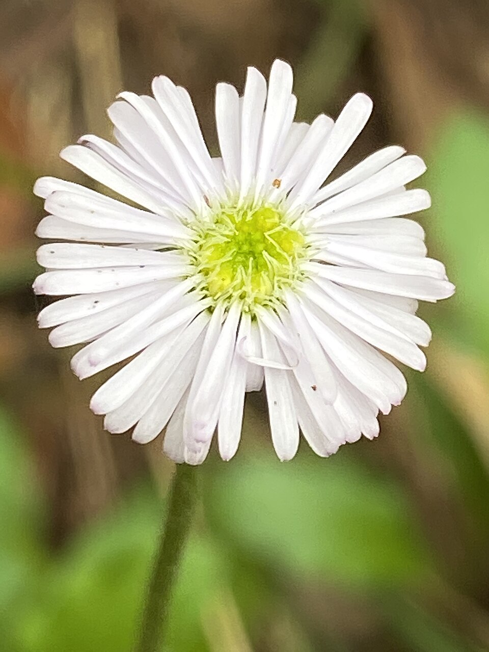 Lagenophora stipitata (Blue Bottle-daisy) (alternate view 7)