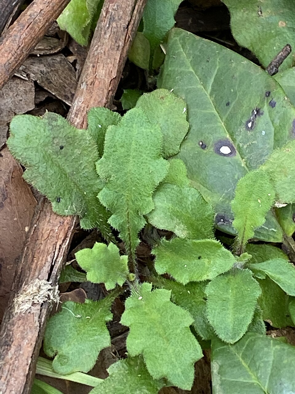 Lagenophora stipitata (Blue Bottle-daisy) (alternate view 8)