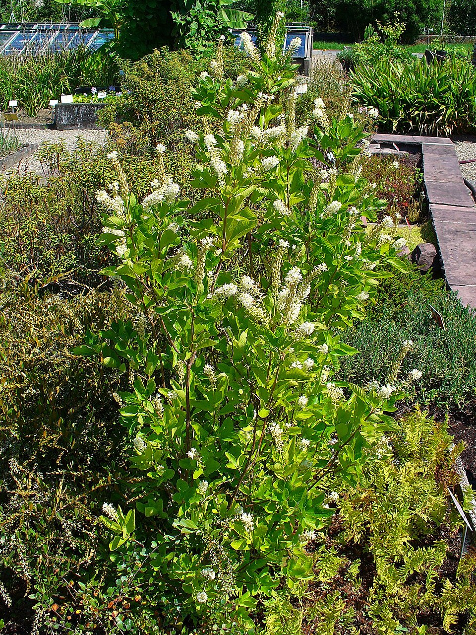 Clethra alnifolia (summersweet, sweet pepperbush) (alternate view 8)