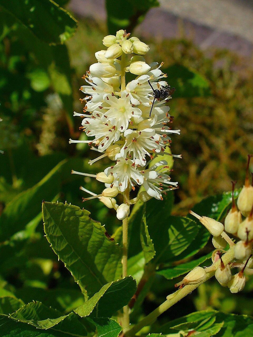 Clethra alnifolia (summersweet, sweet pepperbush) (alternate view 9)
