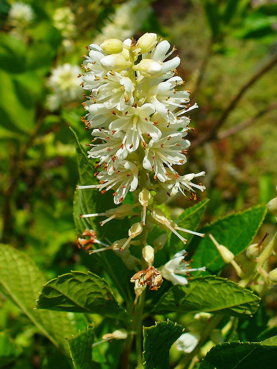 Clethra alnifolia (summersweet, sweet pepperbush) (alternate view 10)