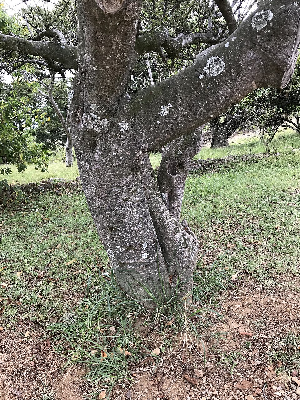 Bursera (alternate view 2)