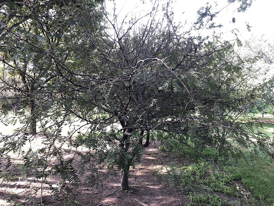 Bursera (alternate view 3)