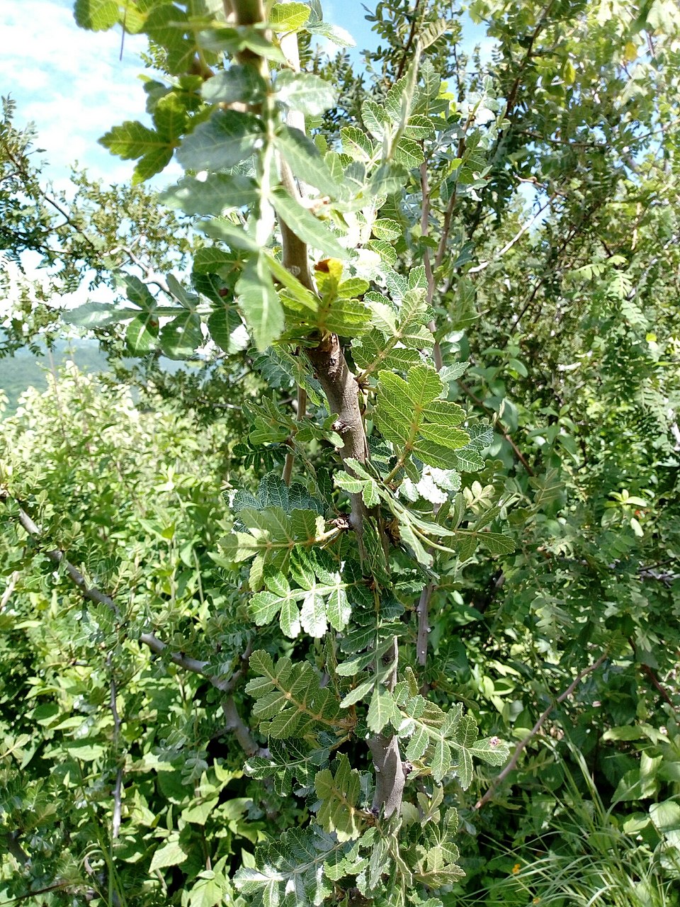Bursera (alternate view 4)