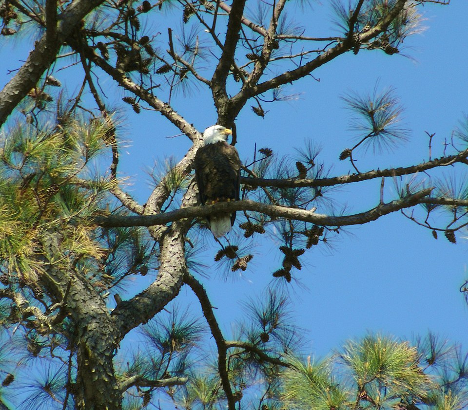 Pinus taeda (Loblolly Pine)