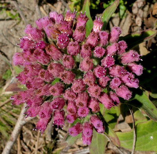 Pluchea odorata (marsh fleabane) (alternate view 7)