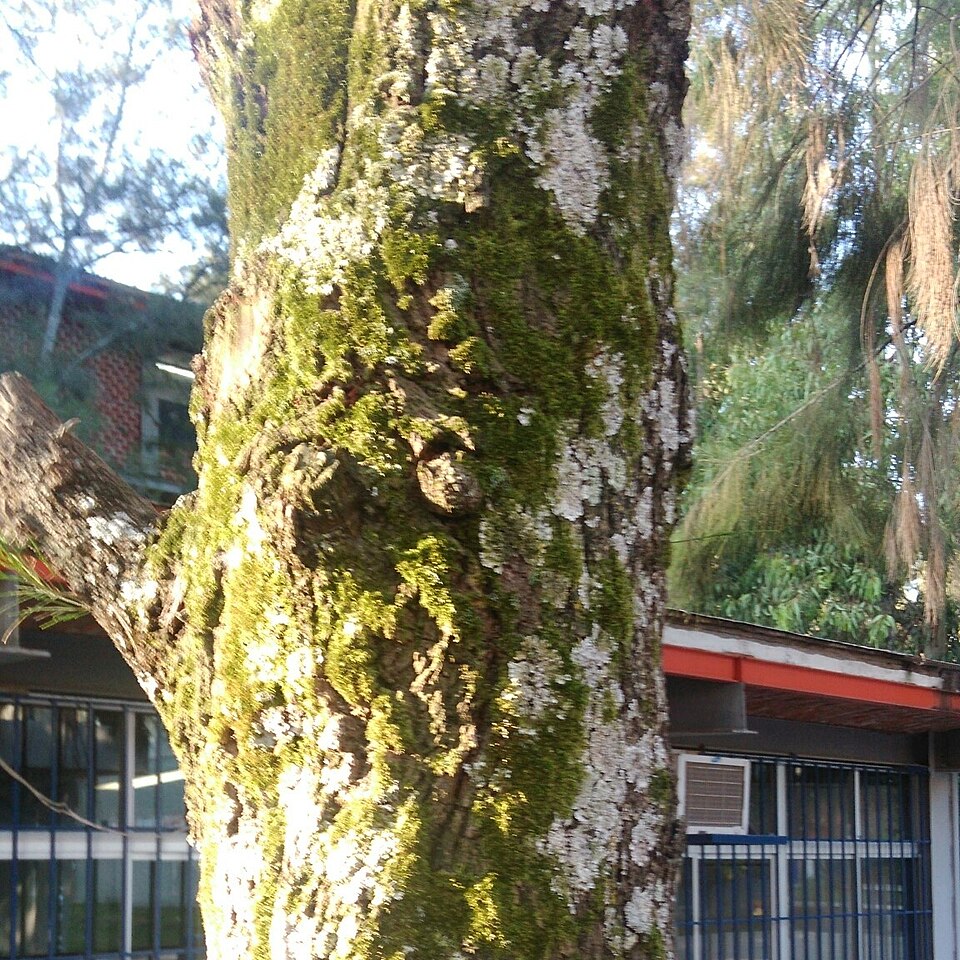 Thuidium (fern mosses) (alternate view 3)