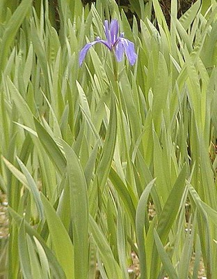Iris laevigata (alternate view 4)