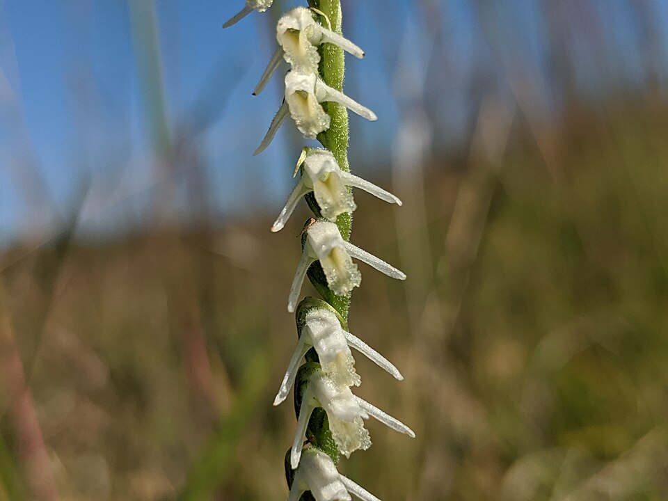 Spiranthes vernalis (Spring Ladies' Tresses) (alternate view 10)