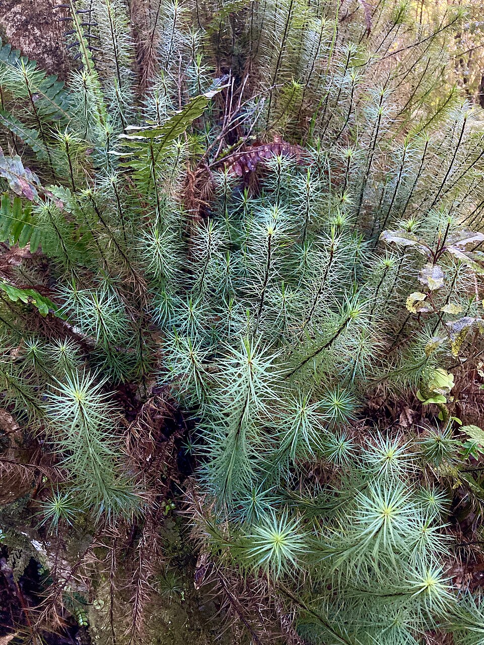 Dawsonia superba (giant moss) (alternate view 8)