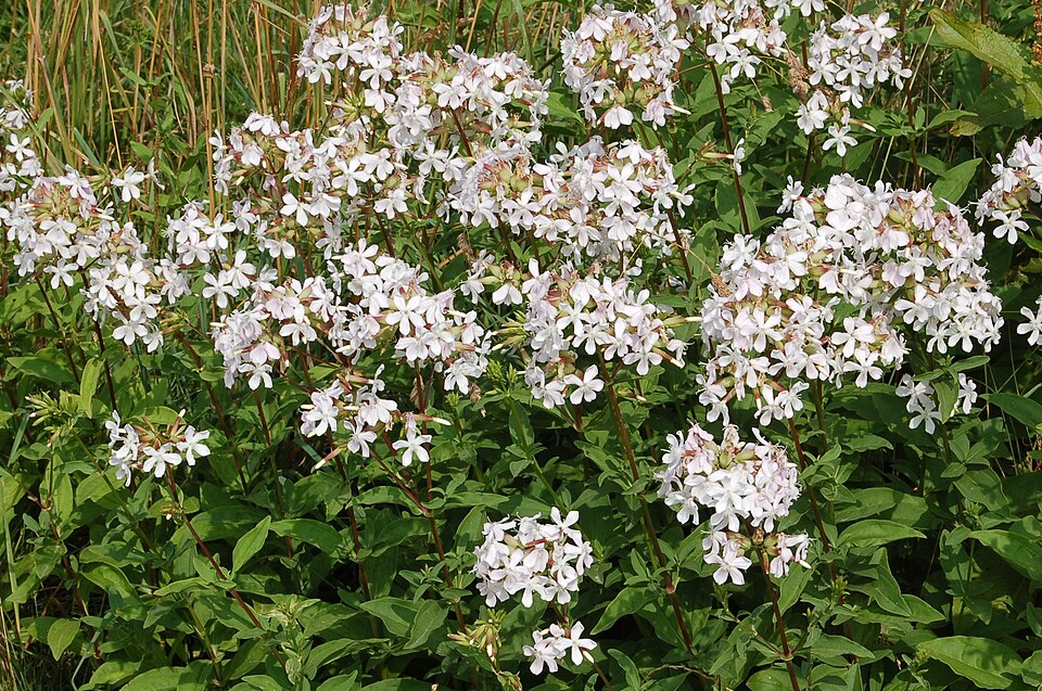 Saponaria officinalis (common soapwort)