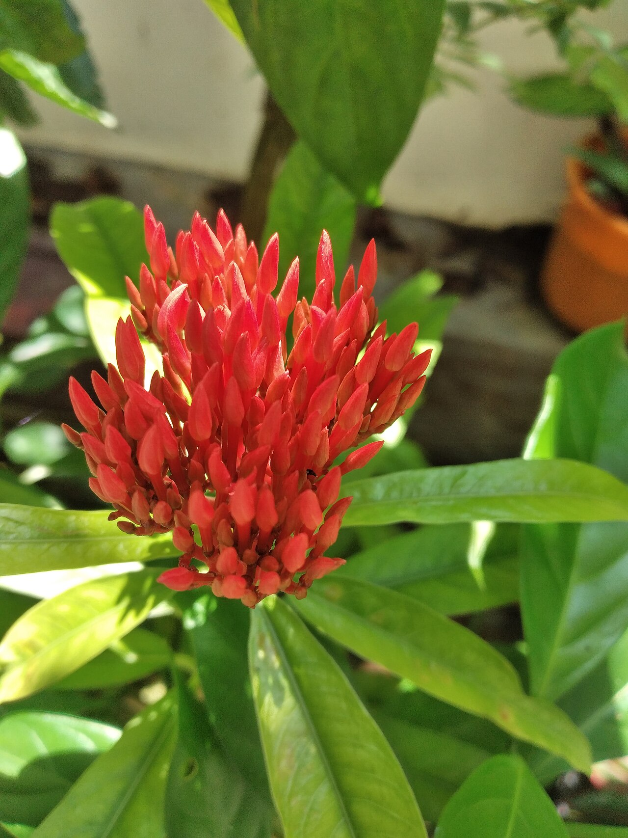 Ixora chinensis, Chinese ixora — upright evergreen (Rubiaceae) (image 7 of 8)