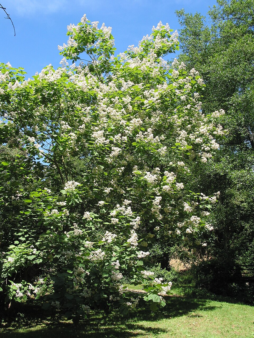 Catalpa speciosa (Northern Catalpa) (alternate view 7)