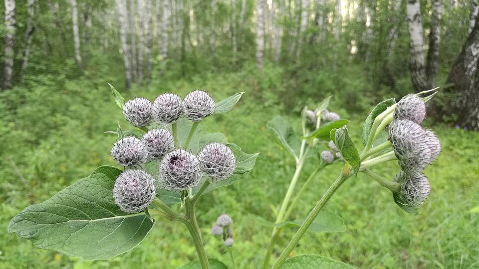 Arctium (burdocks) (alternate view 11)