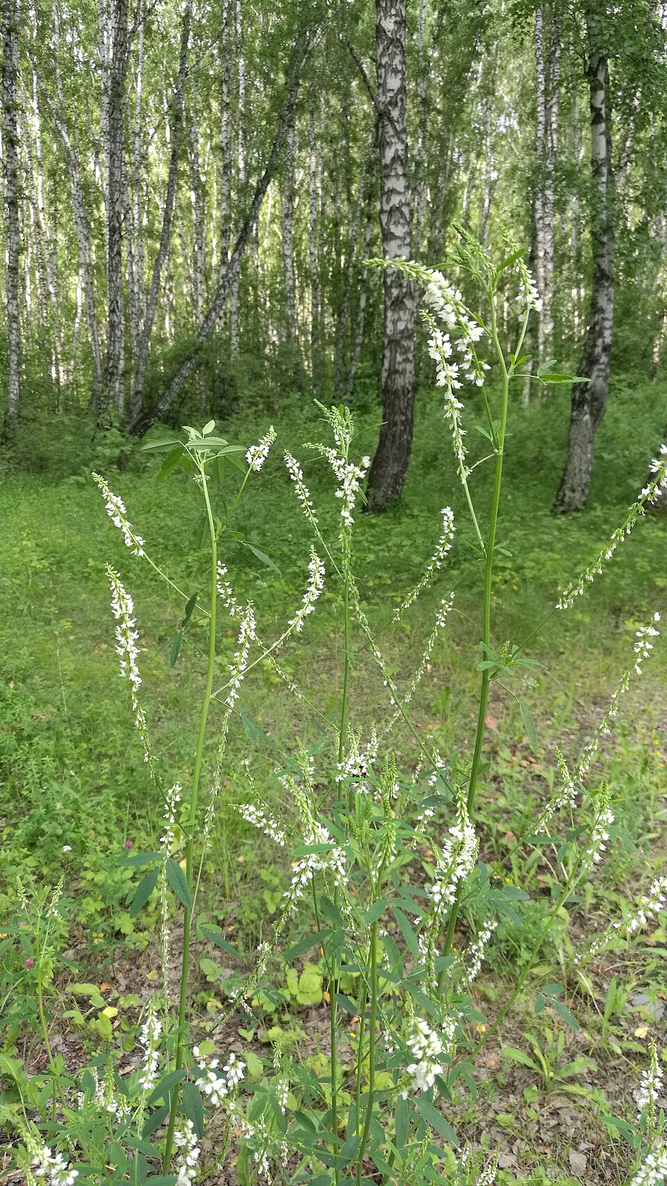 Melilotus (melilots and sweetclovers) (alternate view 3)
