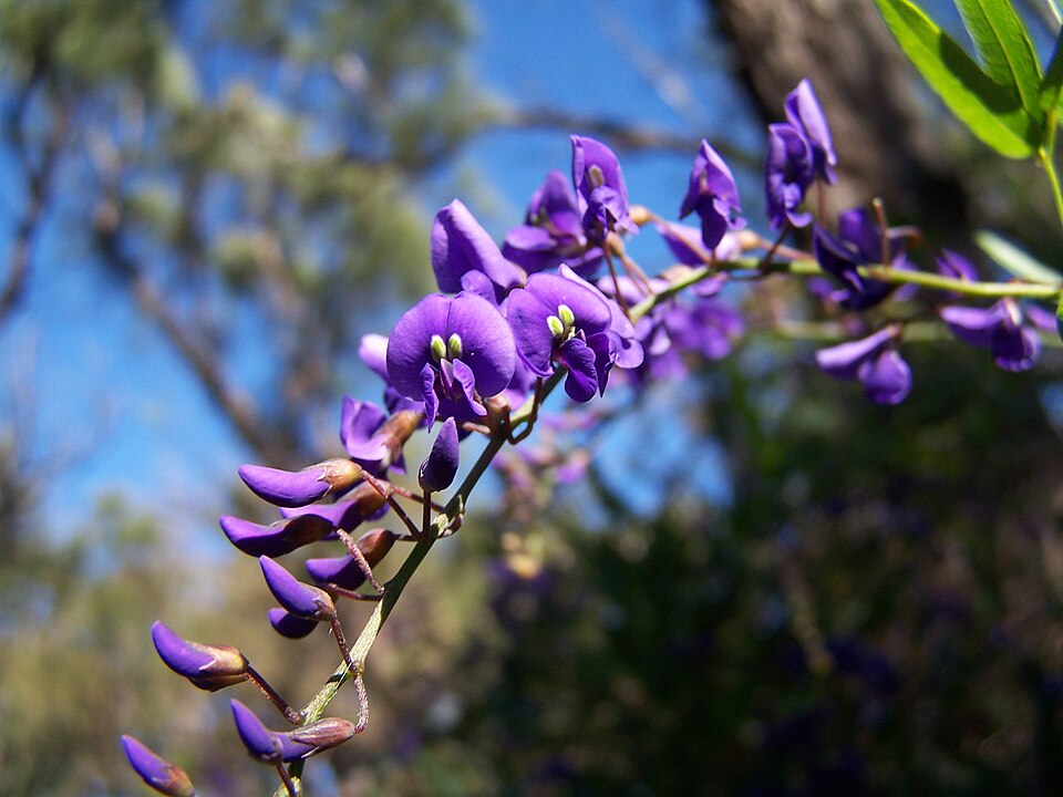 Hardenbergia comptoniana (Native wisteria)