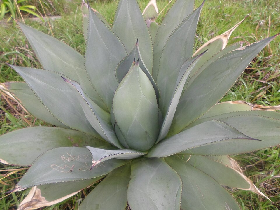 Agave (century plants)
