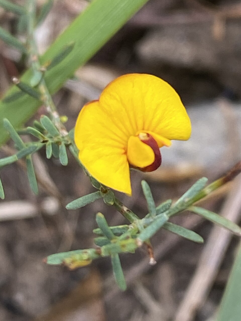 Eutaxia microphylla (common eutaxia)