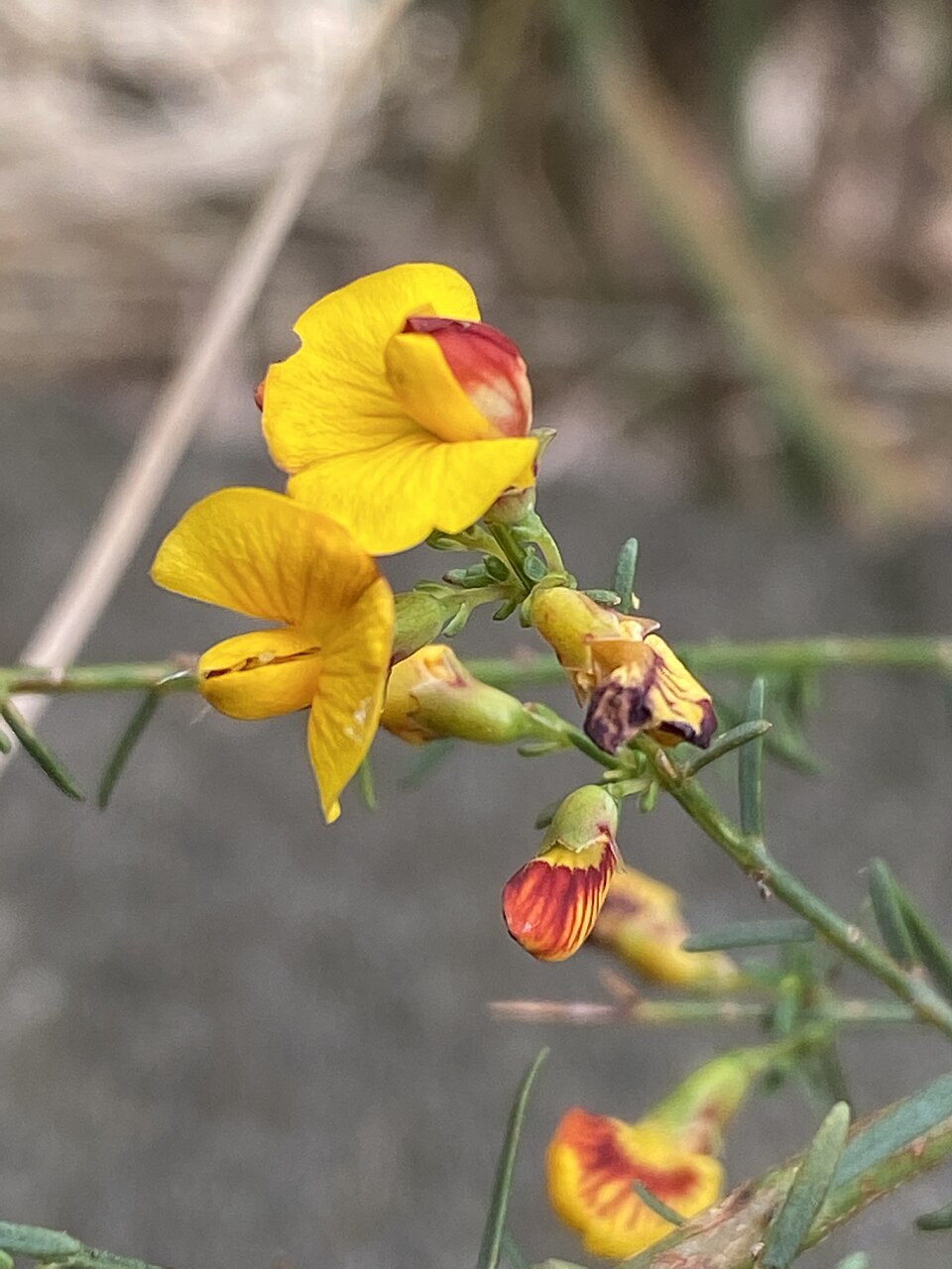 Eutaxia microphylla (common eutaxia) (alternate view 2)