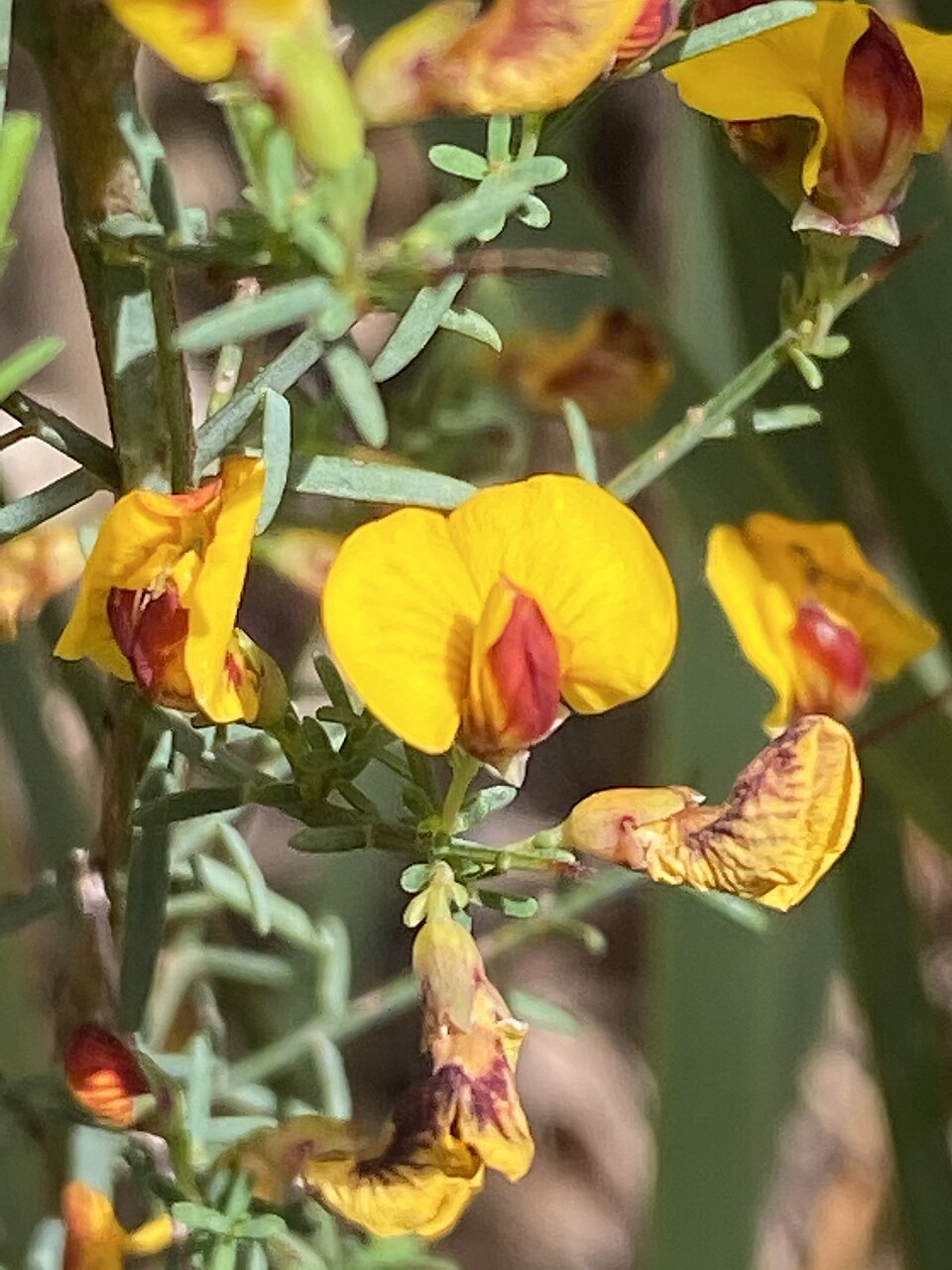 Eutaxia microphylla (common eutaxia) (alternate view 3)