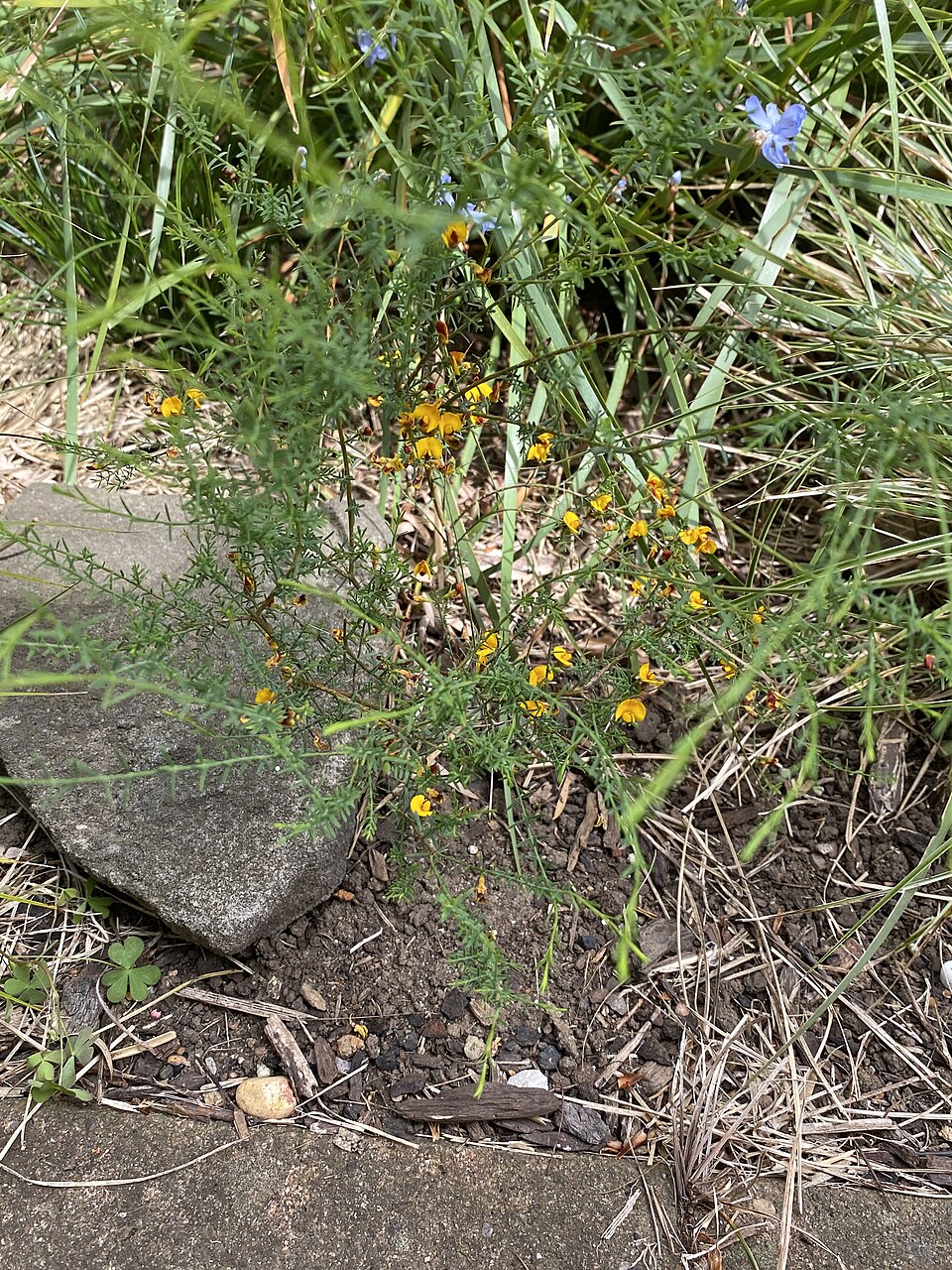 Eutaxia microphylla (common eutaxia) (alternate view 4)
