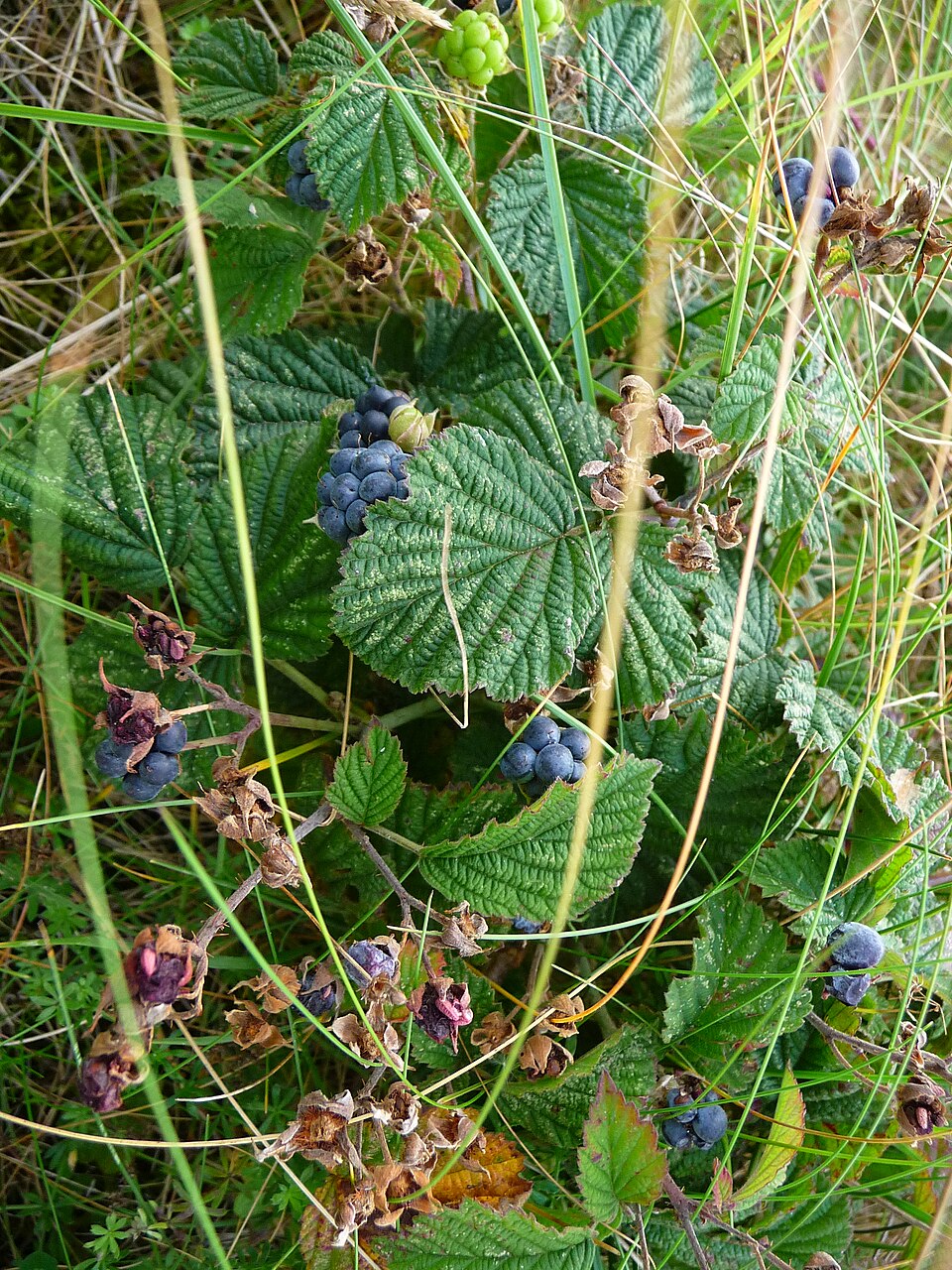 Rubus caesius (European dewberry)