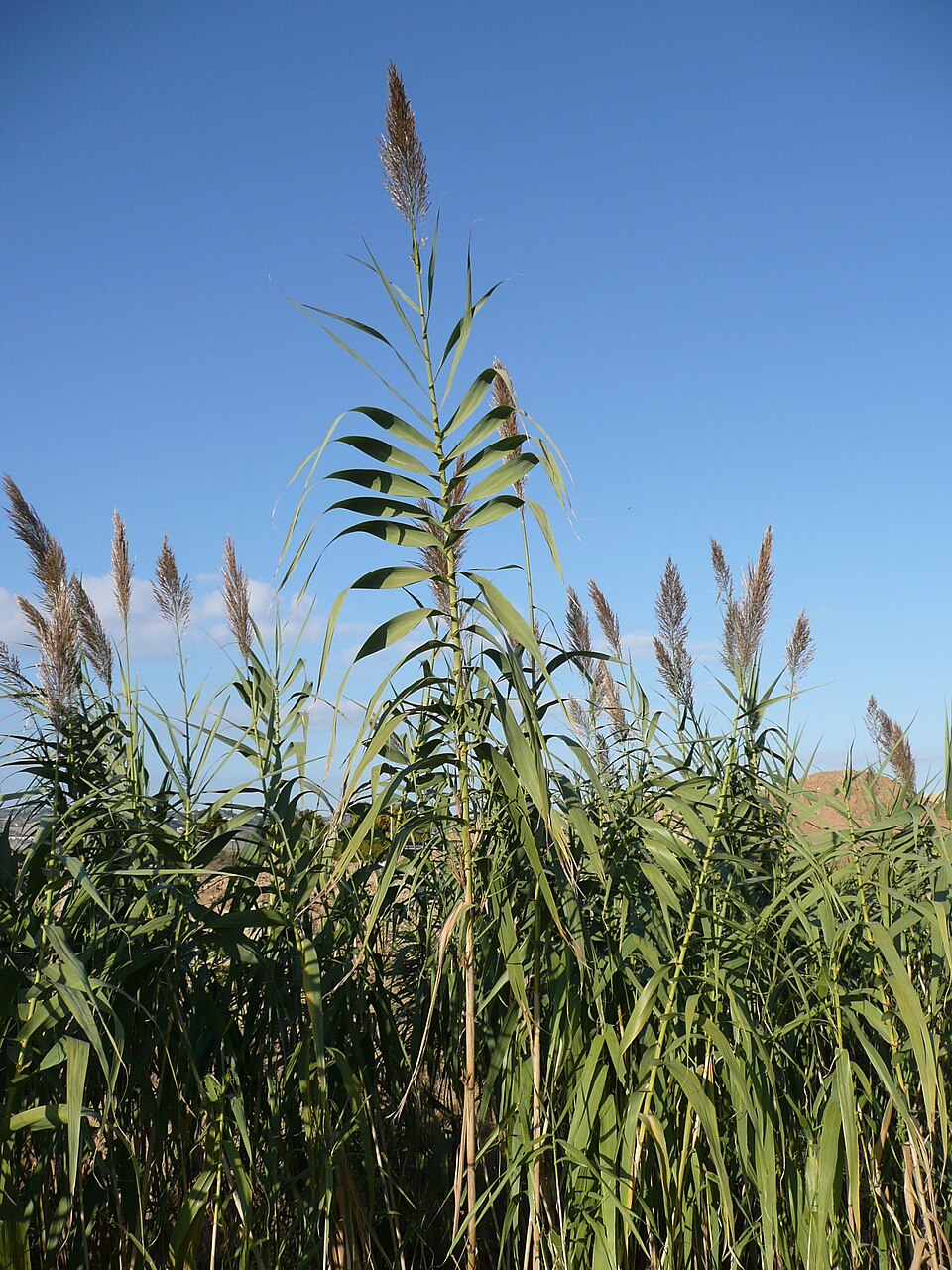 Arundo donax (giant reed)