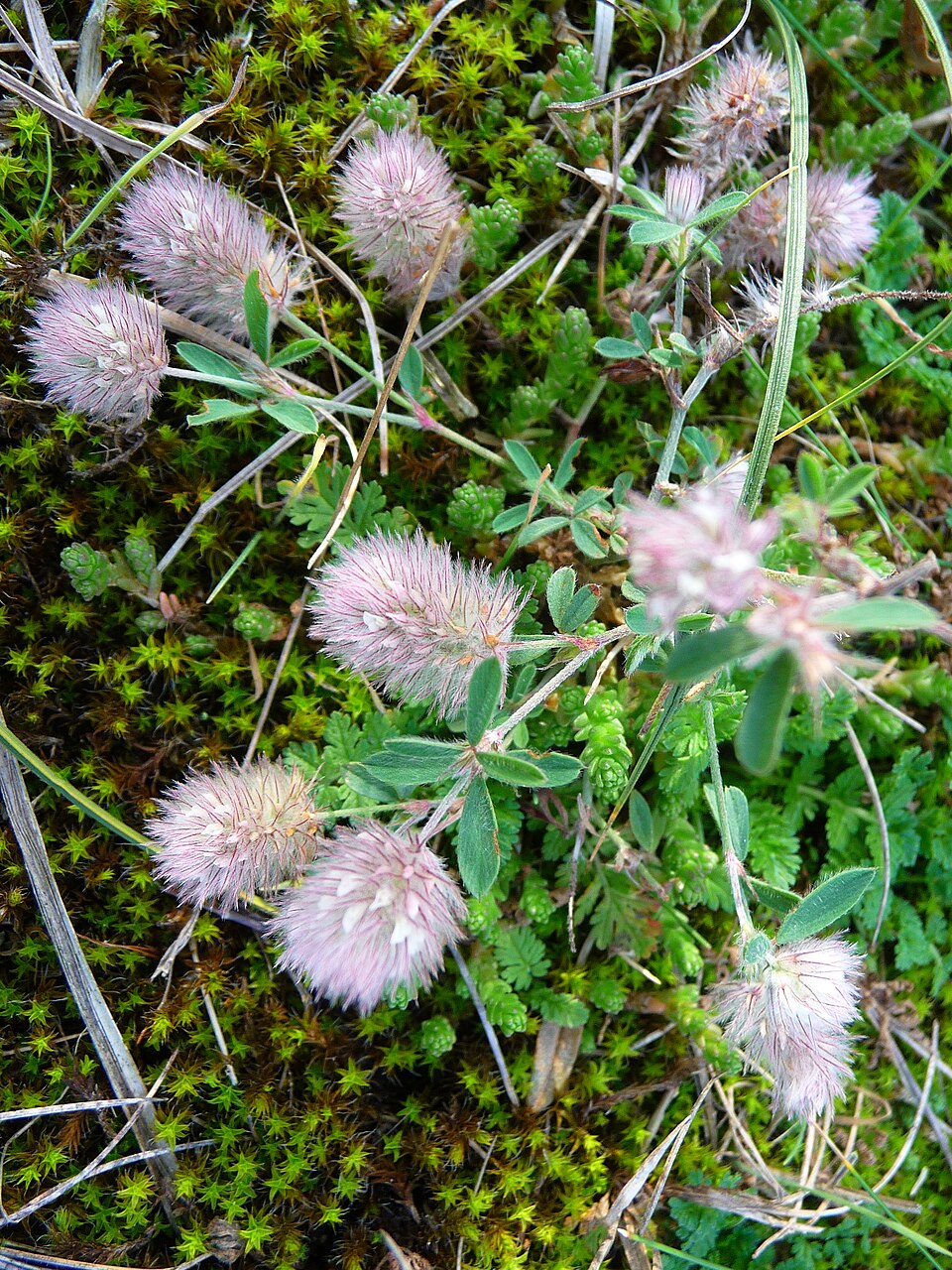 Trifolium arvense (rabbitfoot clover)