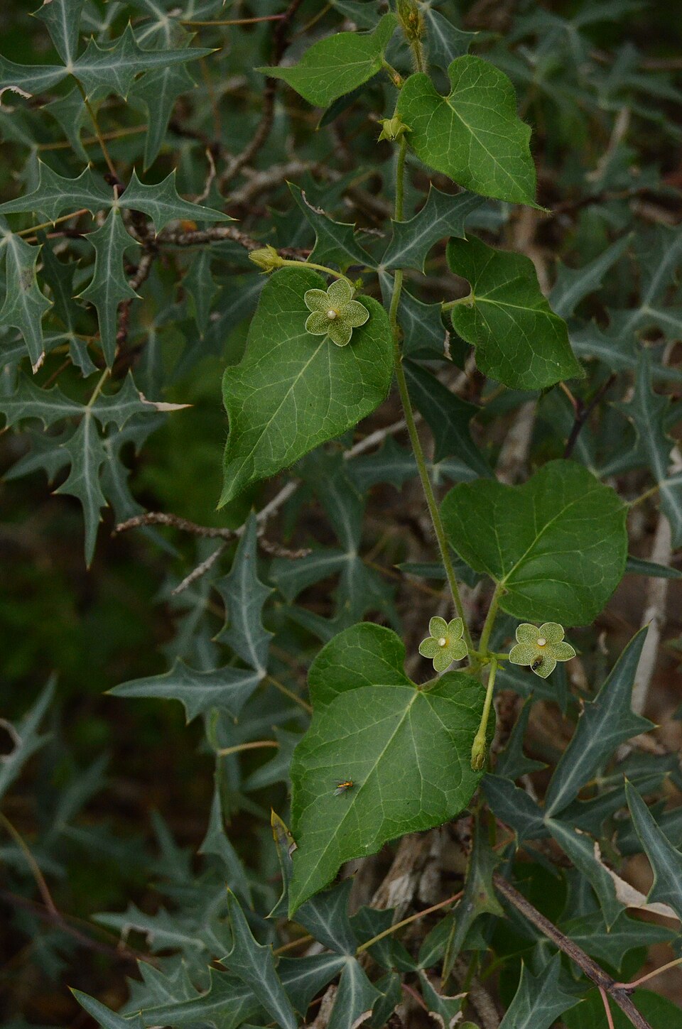 Matelea reticulata (Pearl Milkweed) (alternate view 7)