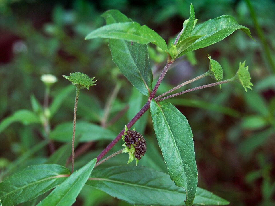 Eclipta prostrata (False Daisy) (alternate view 6)
