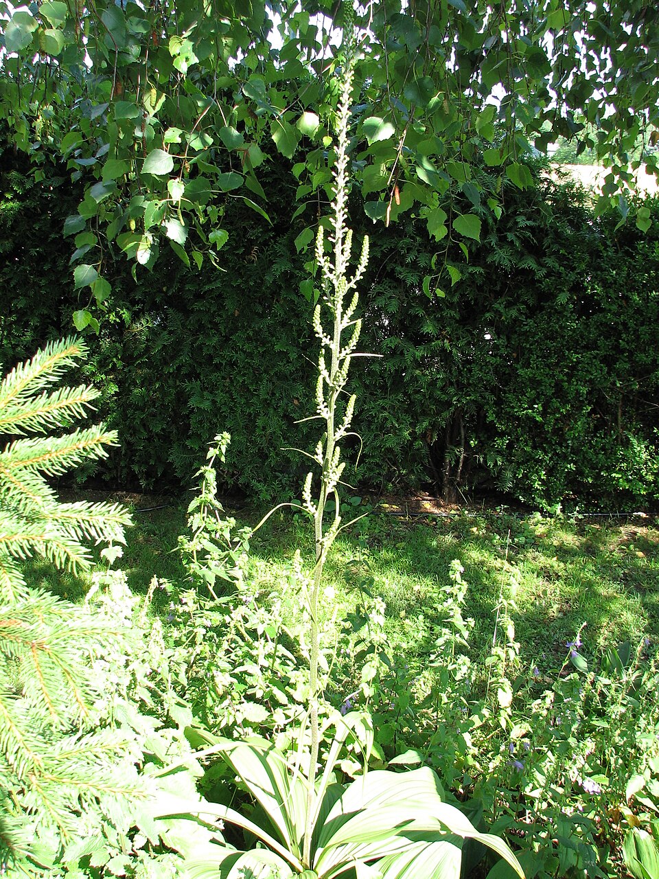 Veratrum nigrum (alternate view 4)