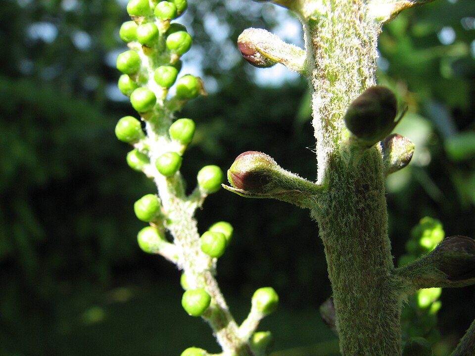 Veratrum nigrum (alternate view 5)