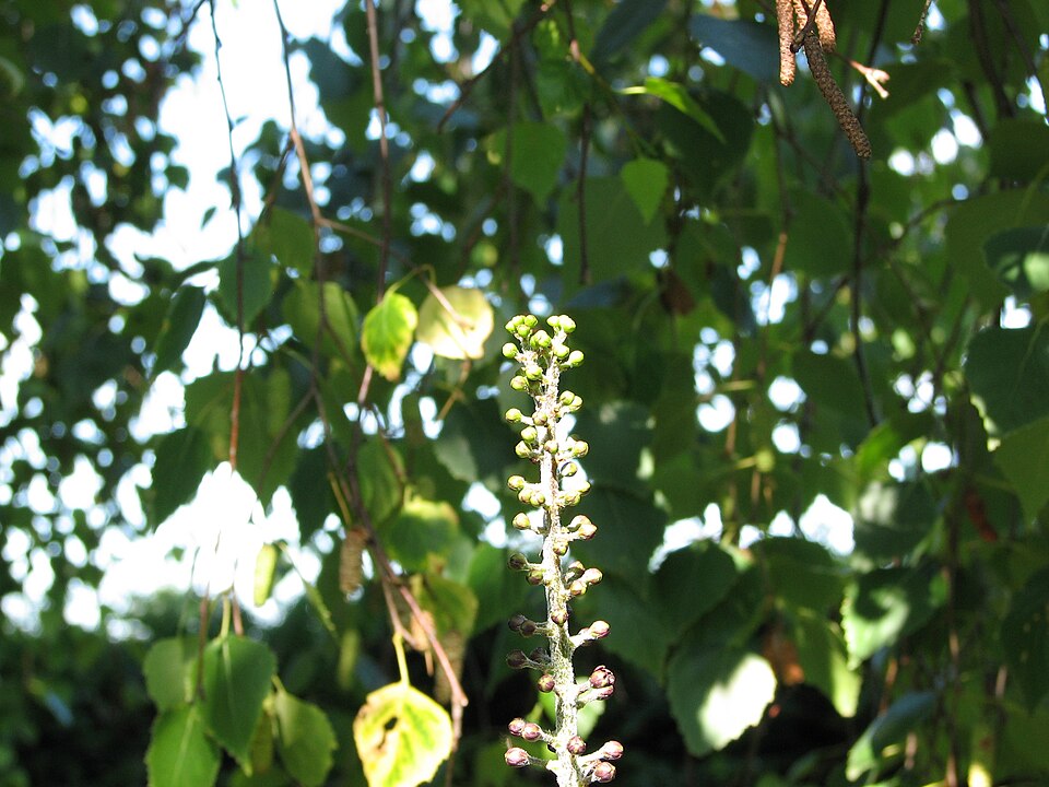 Veratrum nigrum (alternate view 7)