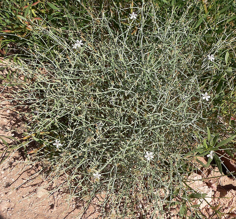 Stephanomeria pauciflora (Brownplume Wirelettuce) (alternate view 10)