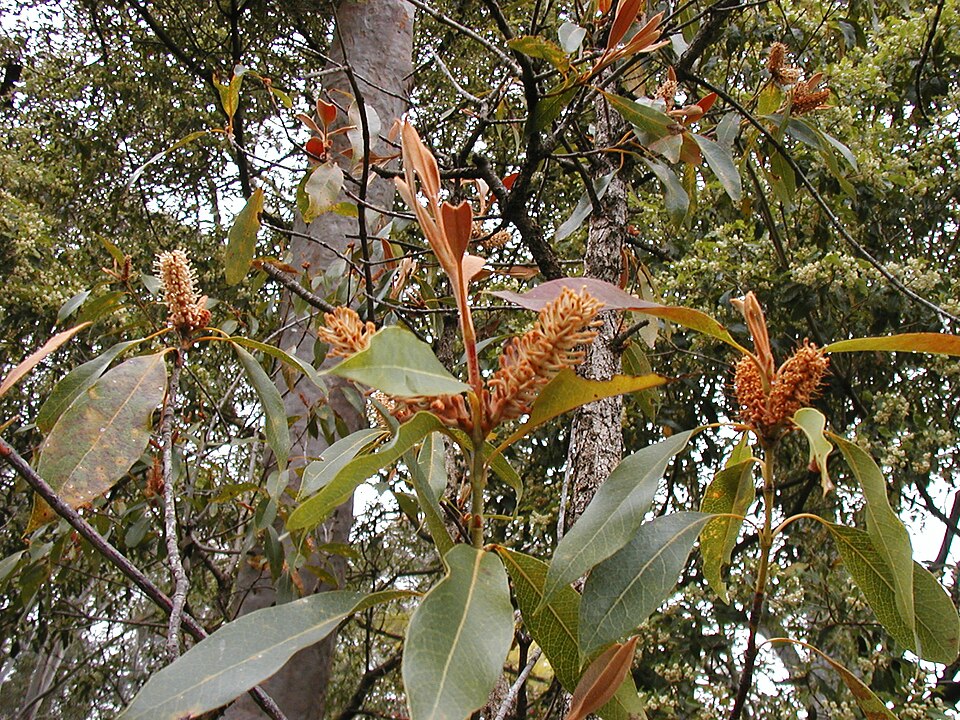 Xylomelum pyriforme (Woody Pear) (alternate view 6)