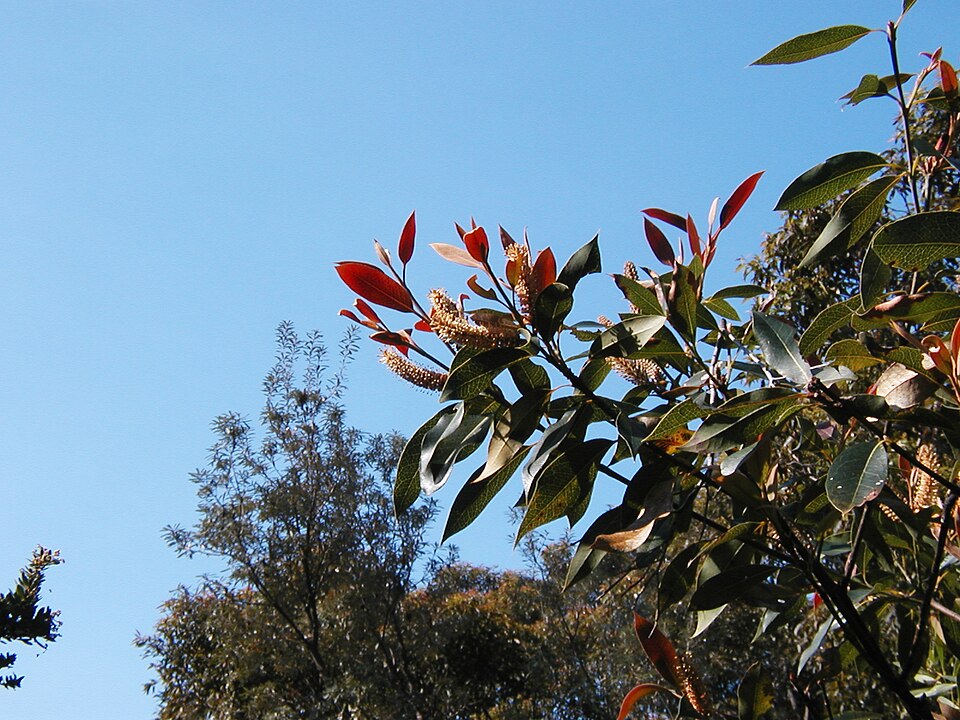 Xylomelum pyriforme (Woody Pear) (alternate view 7)