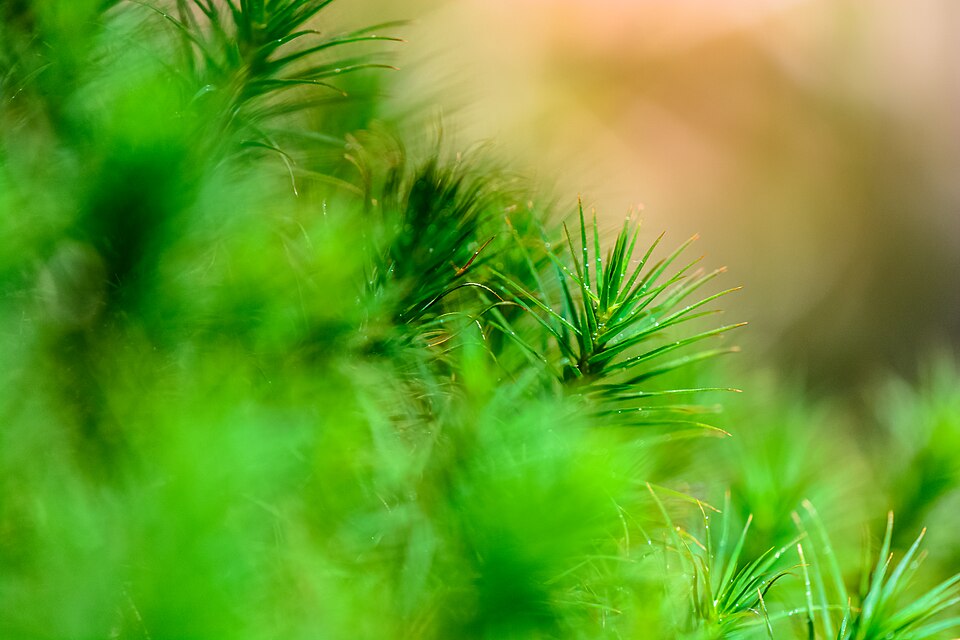 Sphagnum (Sphagnum mosses) (alternate view 4)