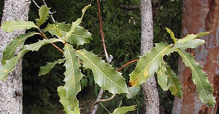 Xylomelum pyriforme (Woody Pear) (alternate view 8)