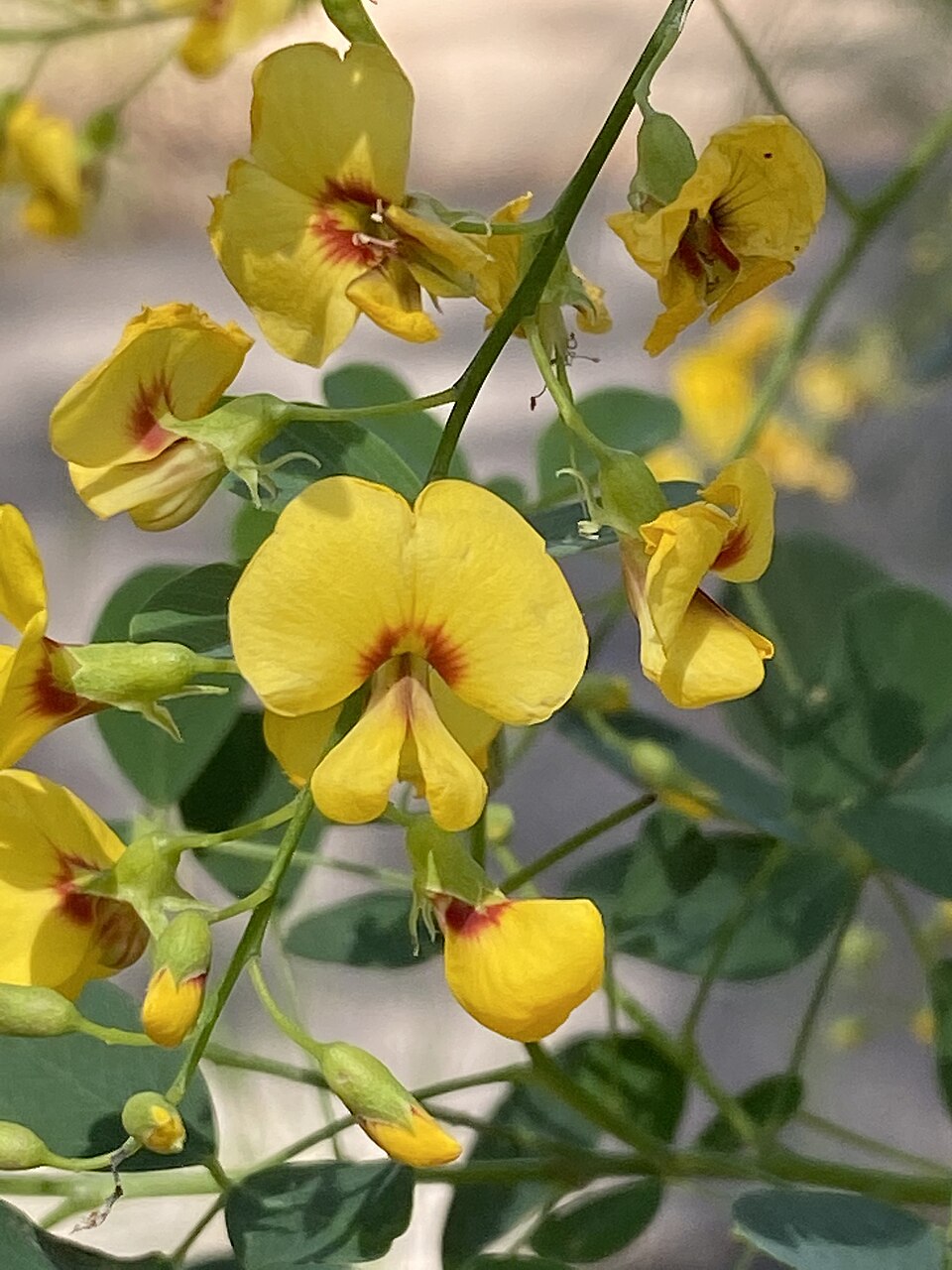 Goodia lotifolia (Clover-leaved Poison) (alternate view 4)