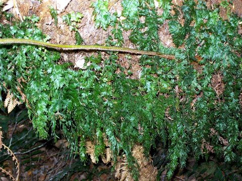 Hymenophyllum cupressiforme (Common Filmy-fern) (alternate view 6)